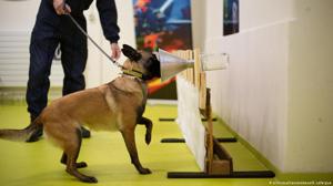 ძაღლებს COVID-19-ის სუნით დადგენა შესძლებიათ: დაეხმარება თუ არა ეს კაცობრიობას?