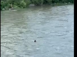 მაშველებმა თბილისში, მდინარე მტკვრიდან ქალი ამოიყვანეს (VIDEO)