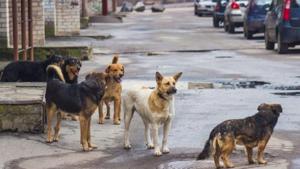 Нападение собак на людей – грузинская оппозиция требует решить проблему
