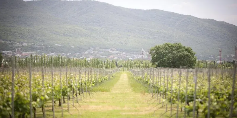 Разрешение на выращивание винограда будет выдавать Национальное агентство вина
