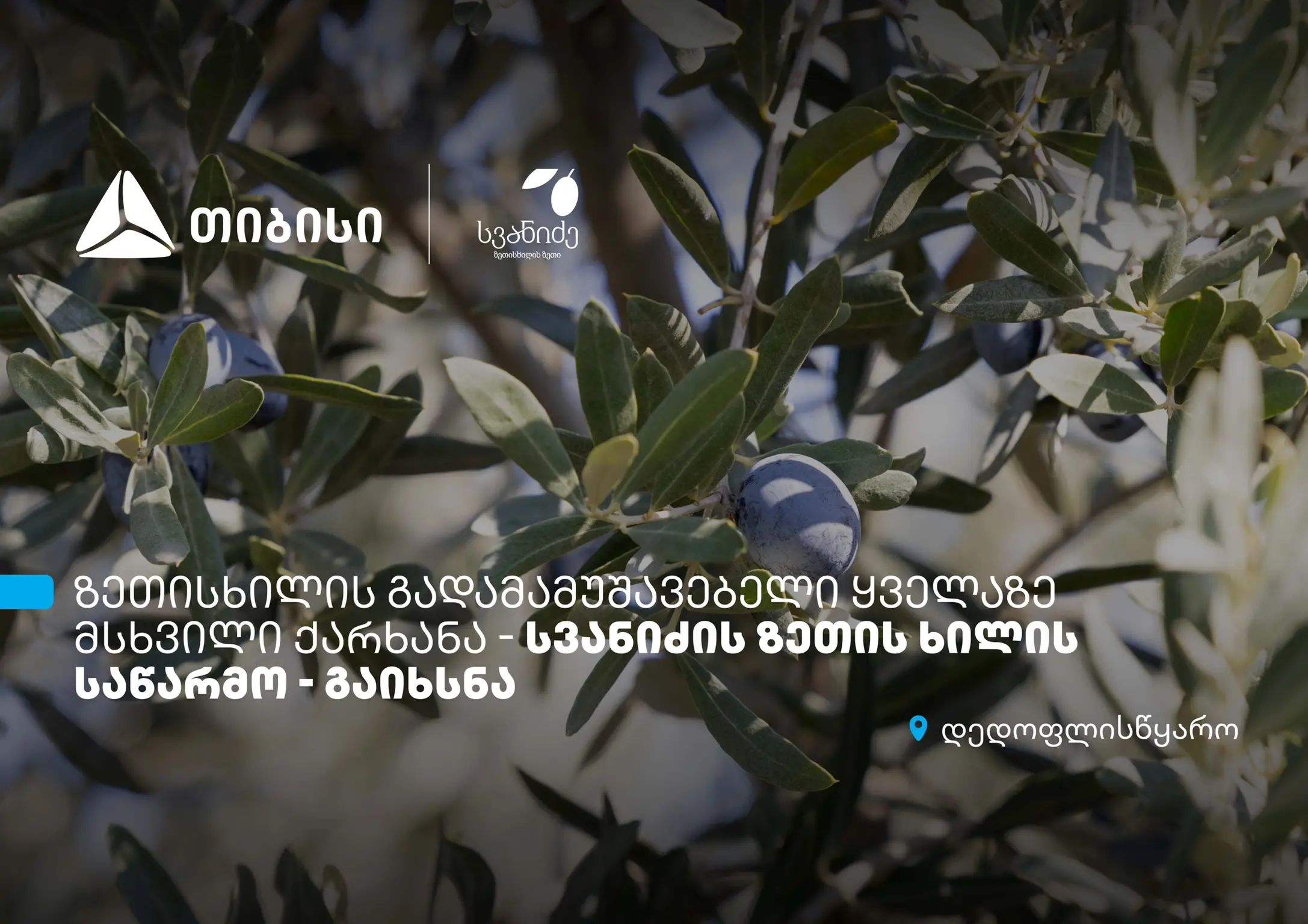 თიბისის მხარდაჭერით, დედოფლისწყაროში „სვანიძის ზეთისხილის“ საწარმო გაიხსნა