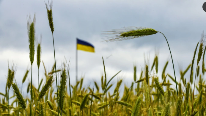 В Турции 13 июля пройдет встреча по вопросу экспорта зерна из Украины